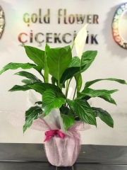 Barış Çiçeği